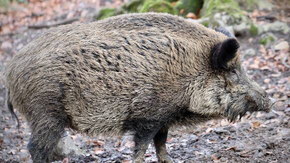 AMPLIACIÓ:Municipis del Vallès Oriental s'uneixen per combatre l'increment de porcs senglars fora d'entorns forestals