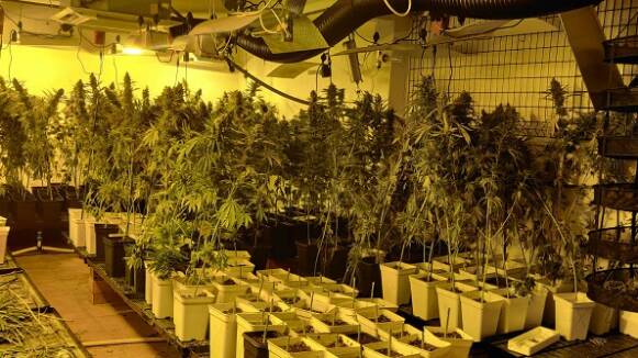 La Policia de Cardedeu ha trobat més de 300 plantes de marihuana a l'interior d'un garatge