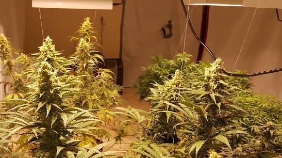 Desmantellat un cultiu de marihuana amb unes 800 plantes en un pis de Rubí