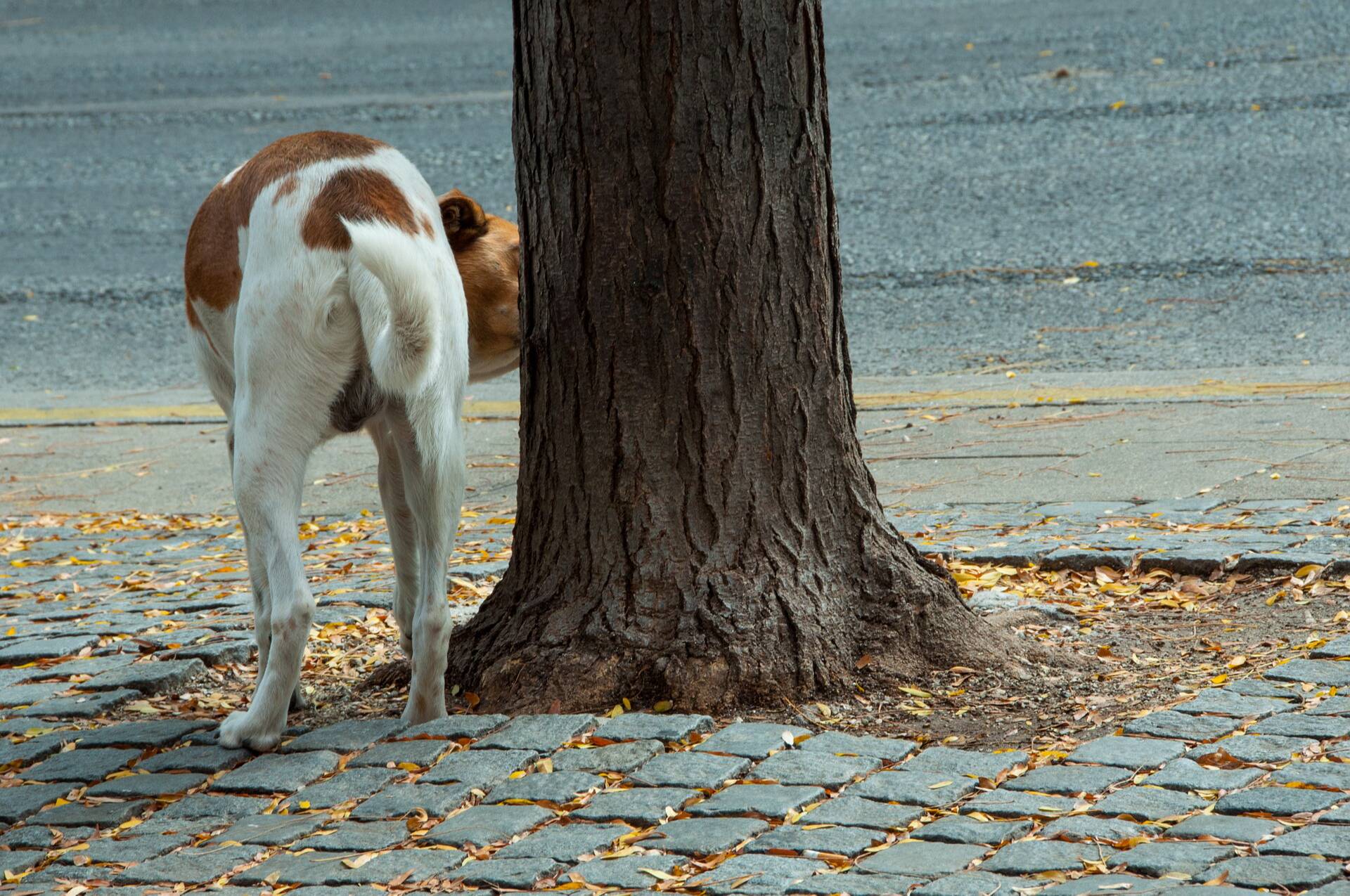 Les miccions dels gossos han obligat a reparar 104 punts de llum del nucli urbà de Caldes