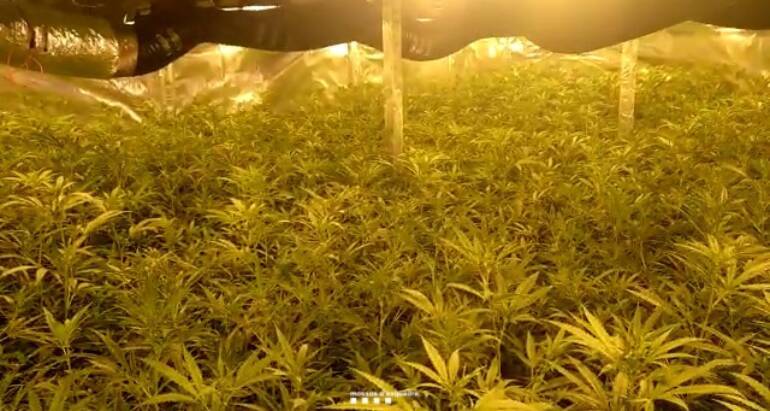 Tres detinguts i una plantació de 5.000 plantes de marihuana desmantellada en una nau de Castellar del Vallès