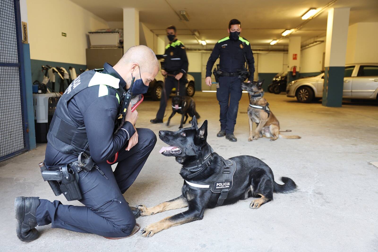 La Policia de Granollers incorpora dos gossos més a la Unitat canina