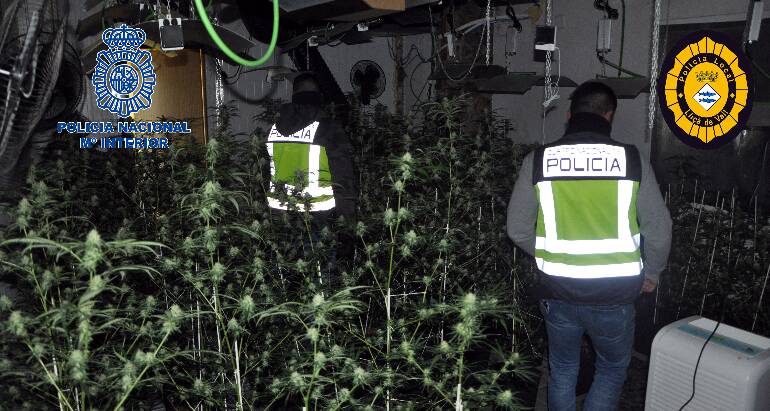 Desmantellen una plantació de cànnabis a Lliçà de Vall valorada en més de 400.000 €