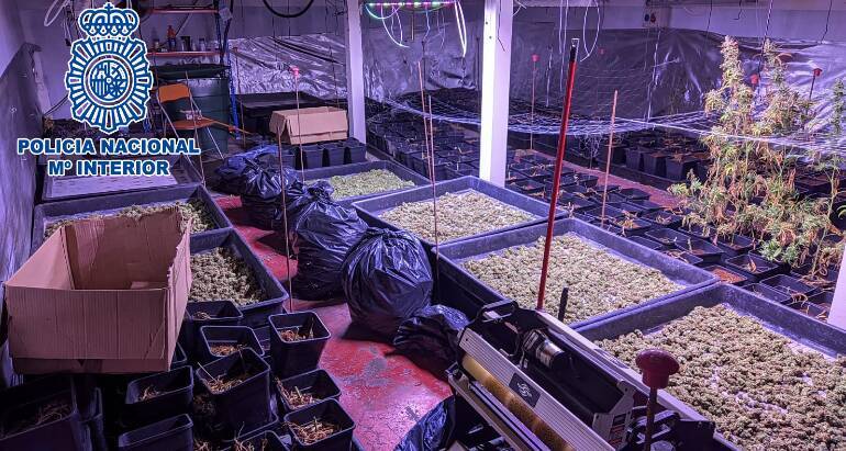 Desmantellen un cultiu de marihuana de 256 plantes a una nau industrial a Polinyà