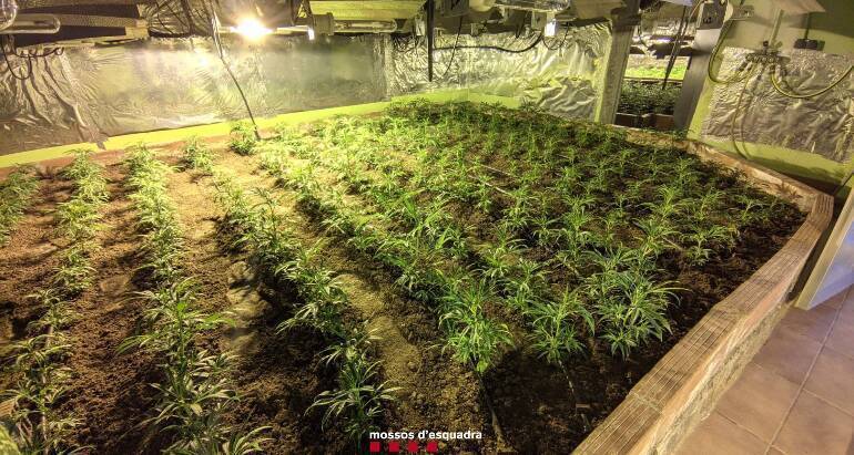 Els Mossos d'Esquadra han decomissat a Caldes de Montbui una plantació de marihuana de 950 plantes