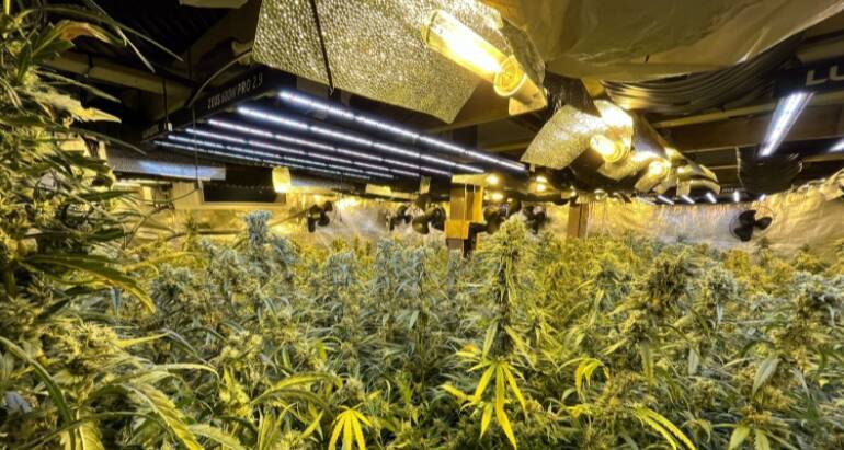 Els Mossos decomissen 1.300 plantes de marihuana a un habitatge de Llerona i detenen a dues persones